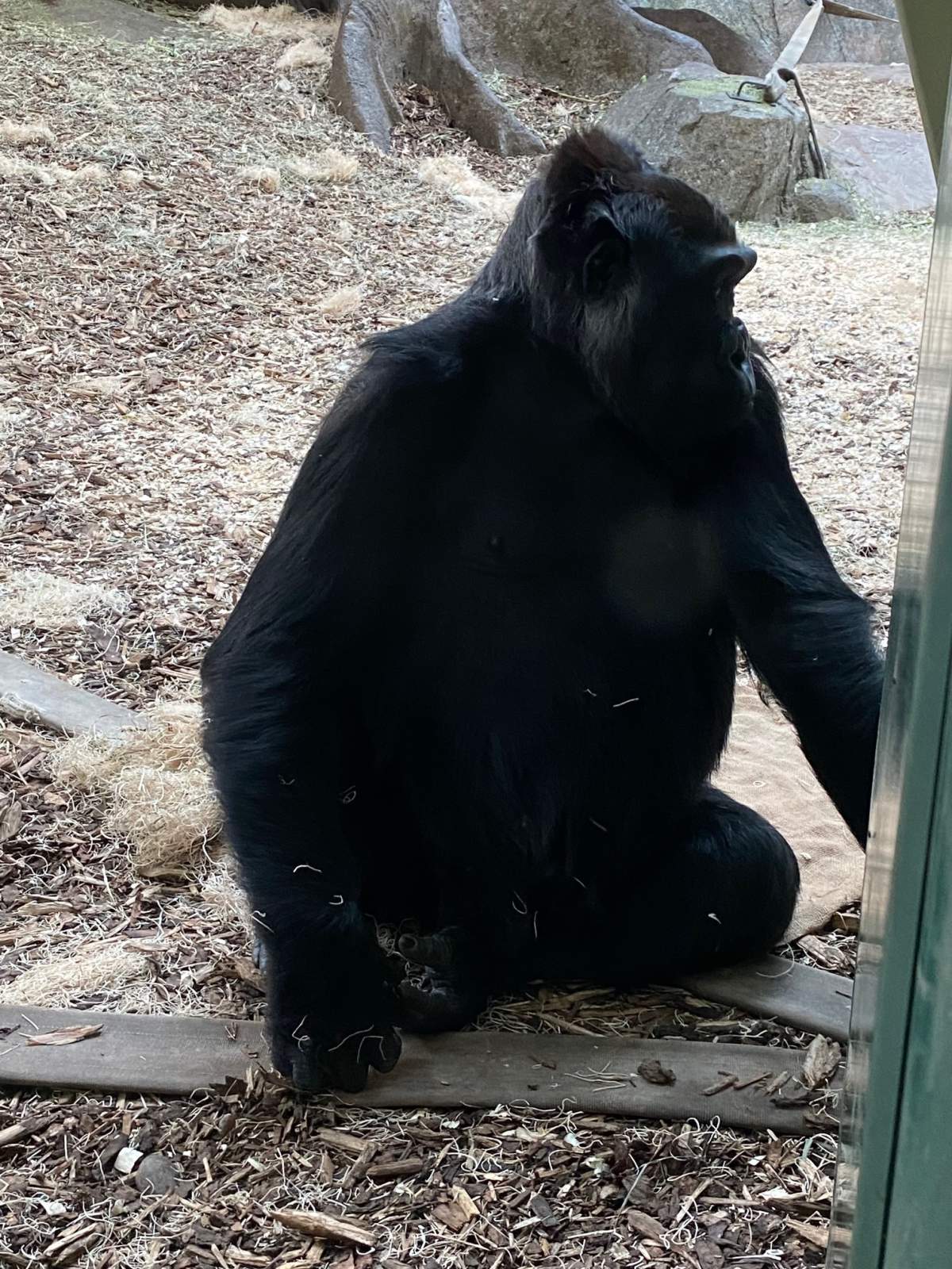 The Calgary Zoo’s 20-year-old western lowland gorilla Dossi is expecting her first infant, the zoo announced Tuesday, Dec. 7, 2021.