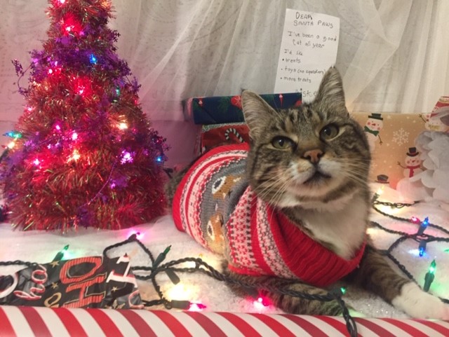 I take Whiskers’ holiday photo each year. Friends and family get a laugh out of it. For 2021 he got a Christmas sweater for his photo session. — Marnie Plant, B.C.