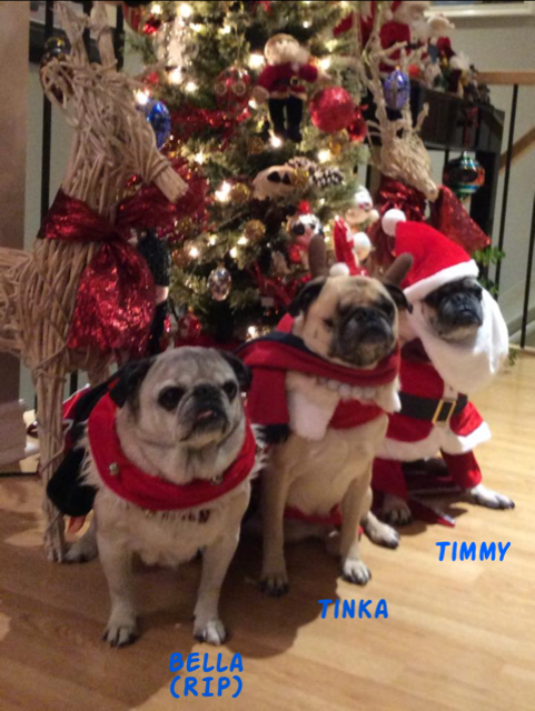 These three pugs brought festive joy to so many over the years and loved to dress up. Sadly, Bella passed away last year.