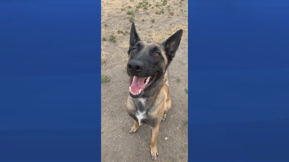 A Saskatoon family is still searching for their 2-year-old Belgian Malinois after he left their home on Christmas Eve.
