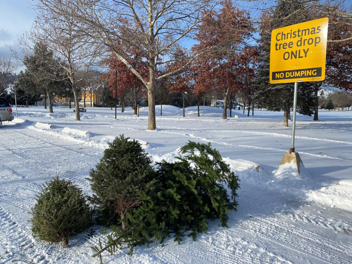 Trees that have been dropped off at the Capital News Centre in Kelowna.