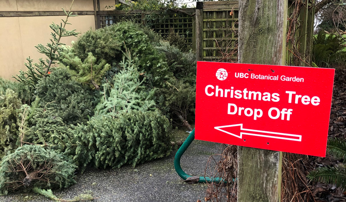 Christmas Tree Recycling at UBC Botanical Garden GlobalNews Events