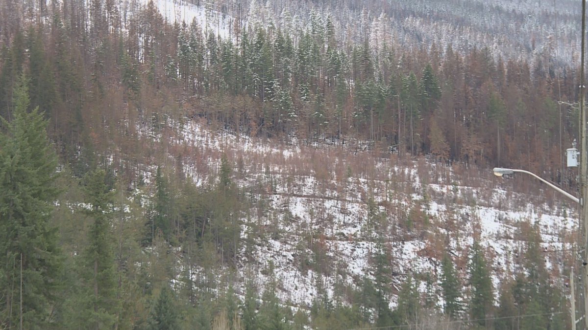 FILE. Scorched trees above the Two Mile area of Sicamous. The neighbourhood has been warned it is at risk of debris flows after a forest fire this summer.