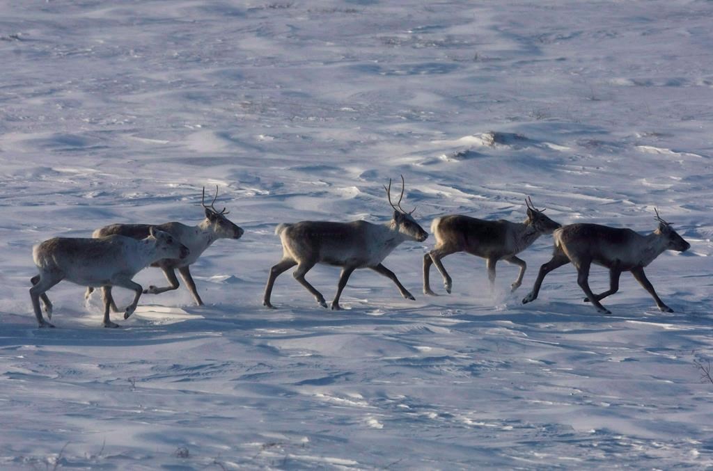 Wild caribou roam the tundra near The Meadowbank Gold Mine located in Nunavut, on March 25, 2009. 