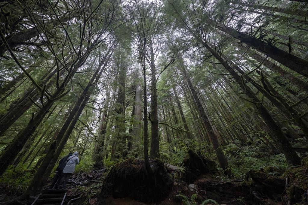 A couple are dwarfed by old growth trees as they walk in Avatar Grove near Port Renfrew, B.C., on Oct. 5, 2021. THE CANADIAN PRESS/Jonathan Hayward.