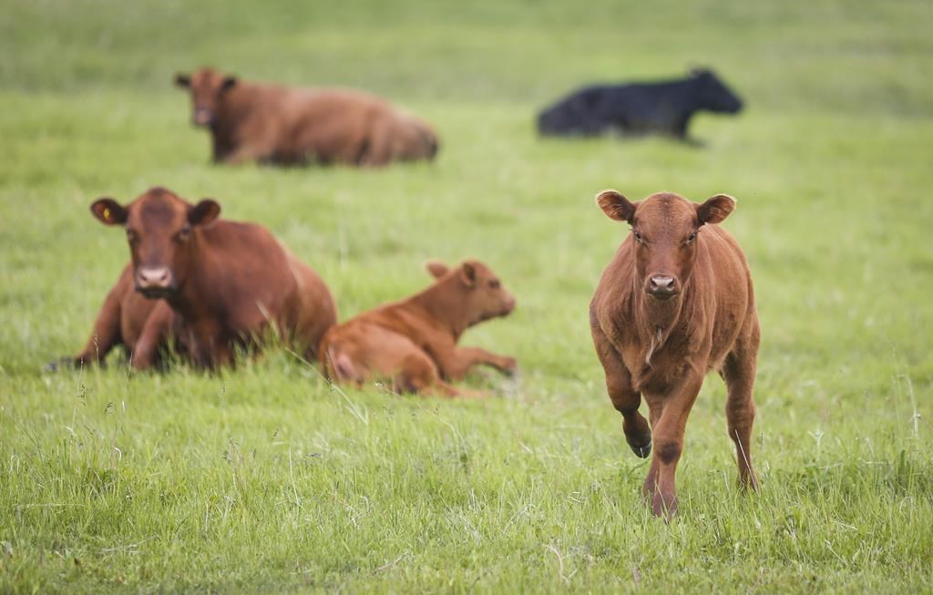 Cows and their calves graze in a pasture on a farm near Cremona, Alta., Wednesday, June 26, 2019.