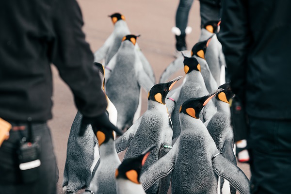 Wilder Institute/Calgary Zoo – Penguin Walk - image