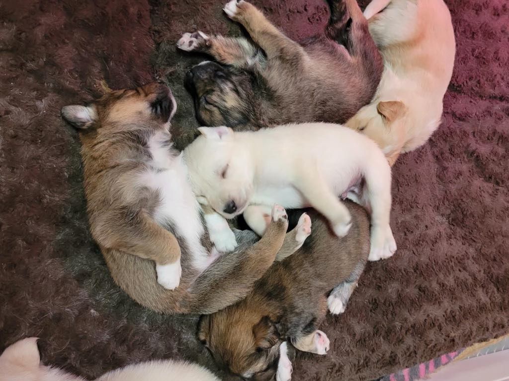 A litter of puppies being cared for by Zoe’s Animal Rescue executive director Kath Oltsher in January 2022.