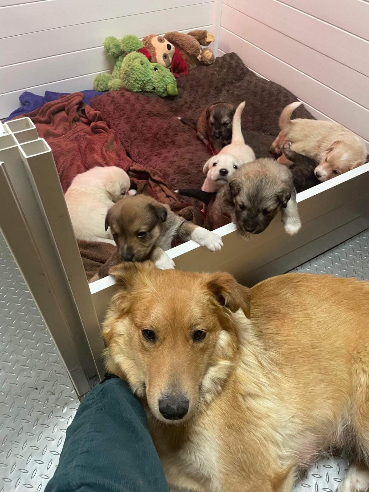 A dog and her litter of puppies being cared for by Zoe’s Animal Rescue executive director Kath Oltsher in January 2022.