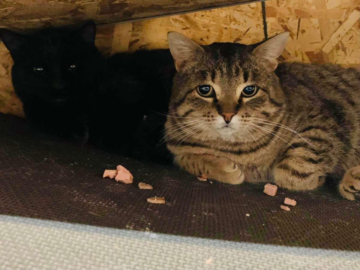 SurreyCats is asking for food donations to help feed cats in the community and feral cats.