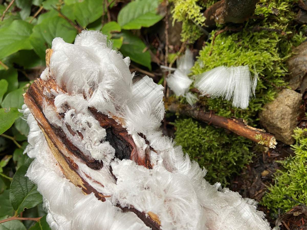 Frost Flowers