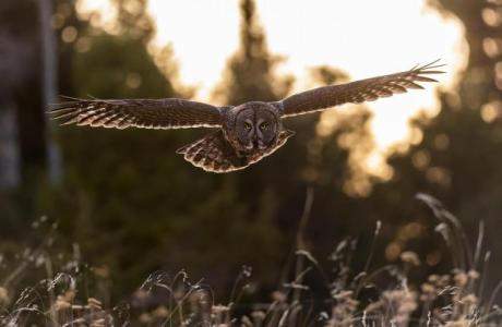 For the Birds: Owls of British Columbia - image