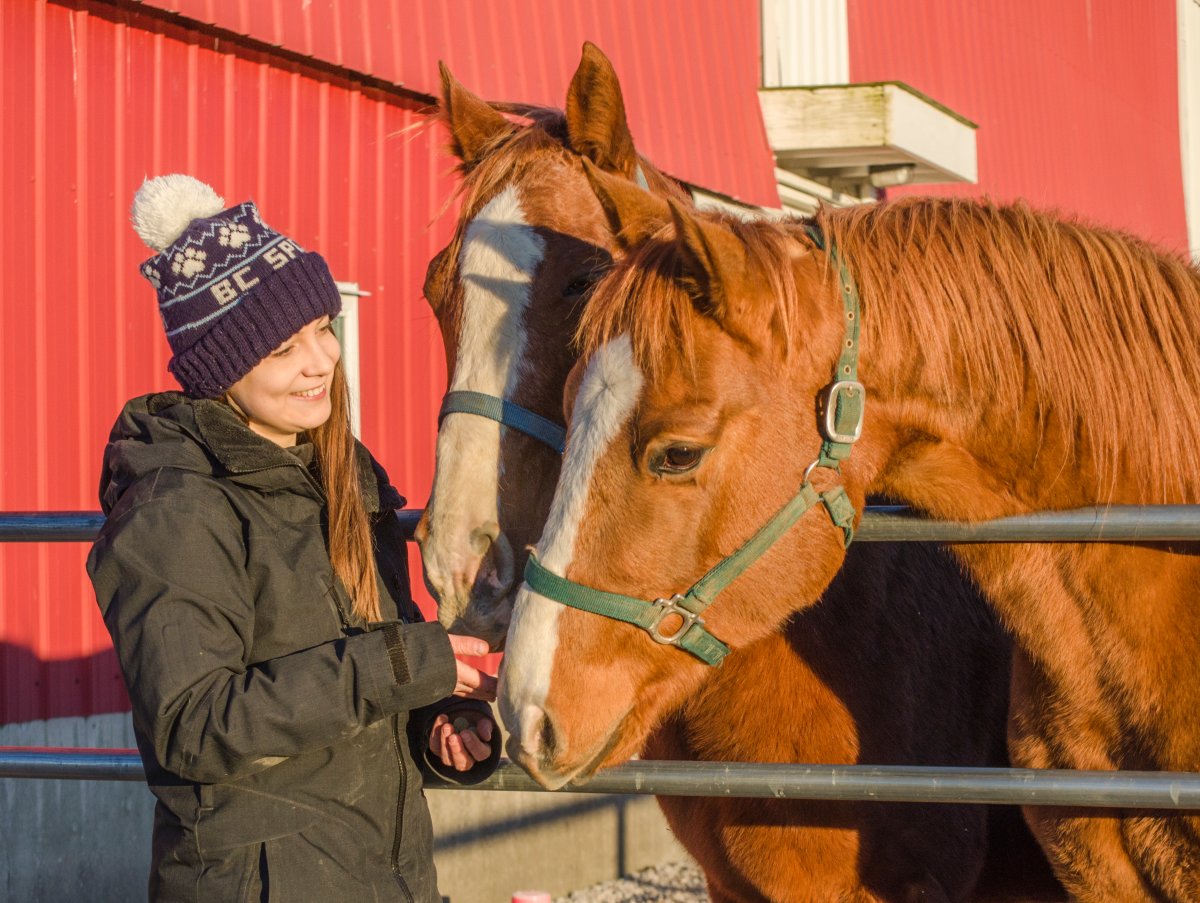 A staff member stands next to a pair of horses at the BC SPCA Surrey Good Shepherd Barn in Surrey, B.C. in November 2016. The BC SPCA announced on Jan. 31, 2022 that it had assisted a record number of animals across the province in 2021.