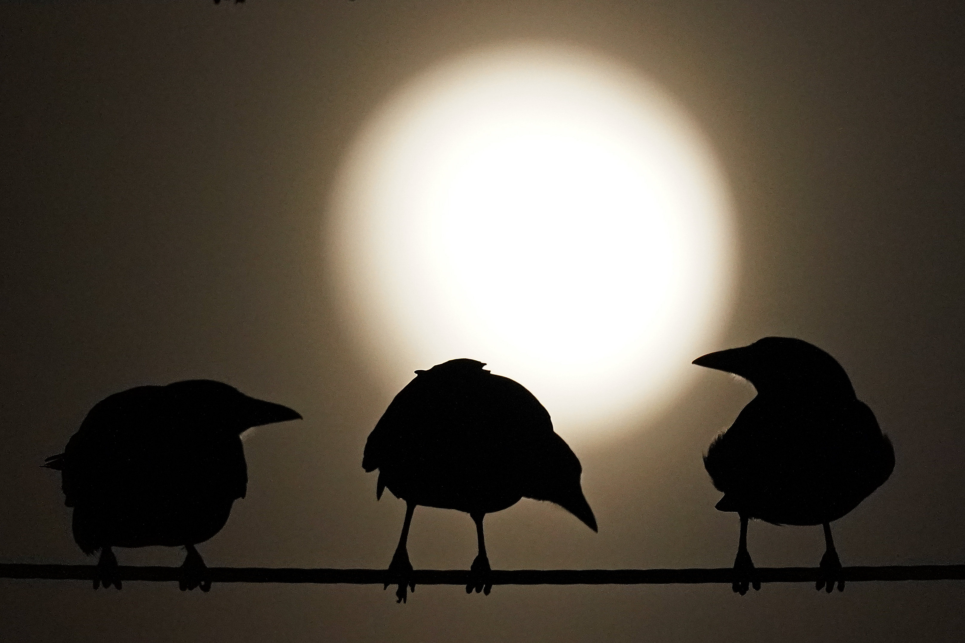 Along her journey towards understanding Vancouver’s crows psychology professor Suzanne