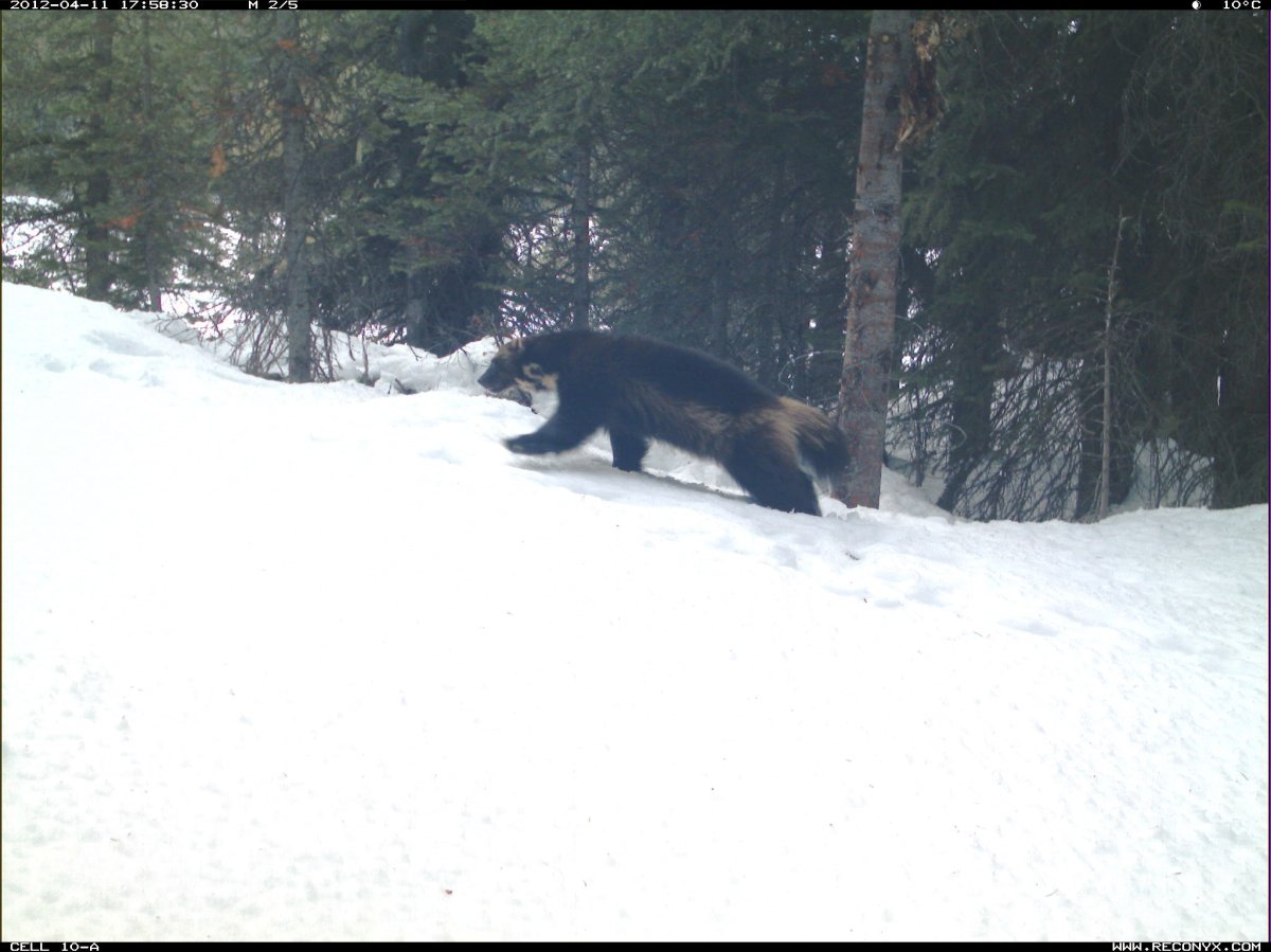 A wolverine is shown in this camera trap photo in Alberta from 2012, in the same location where a coyotes was also photographed a week apart