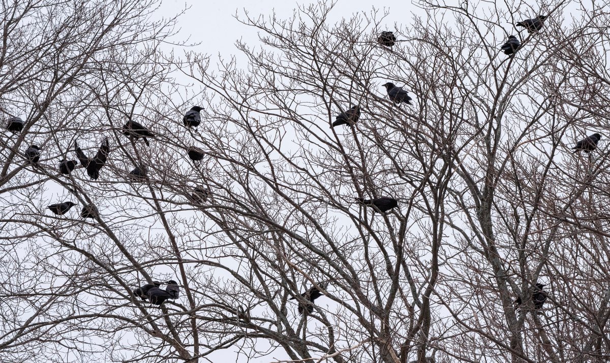 Crows sit in a tree in PEI