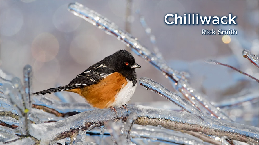 A spotted towhee rests on a frozen branch in Chilliwack, B.C. after a bout of freezing rain on Jan. 7, 2022.