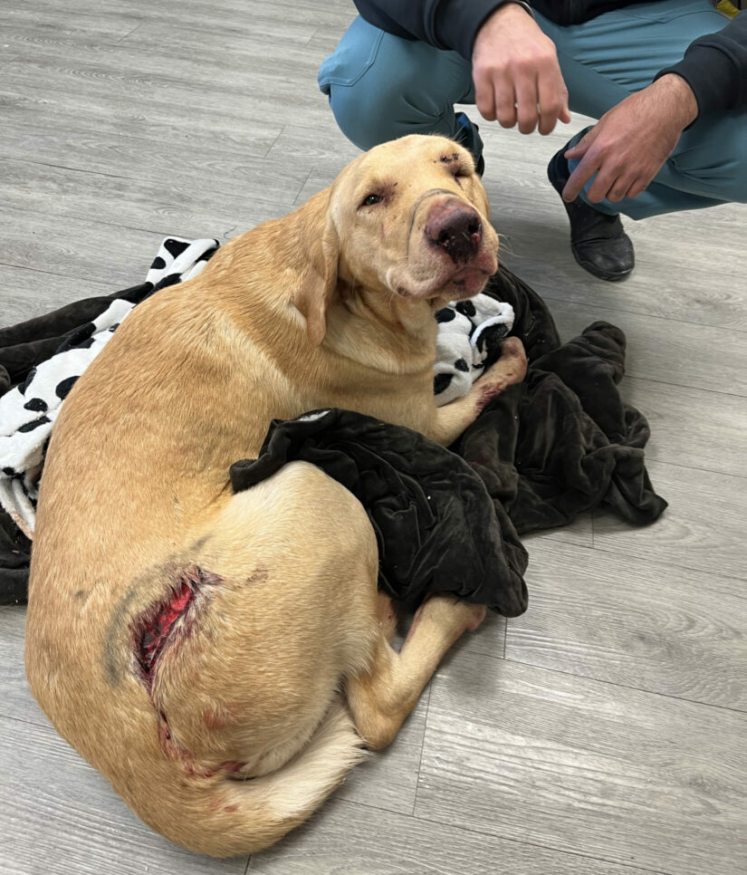Daisy the dog was injured after she was run over by a car