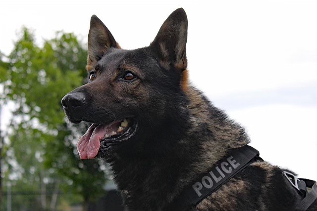  A man was apprehended by Police Service Dog Jak after he threatened employees with a knife at a business on Enterprise Way.