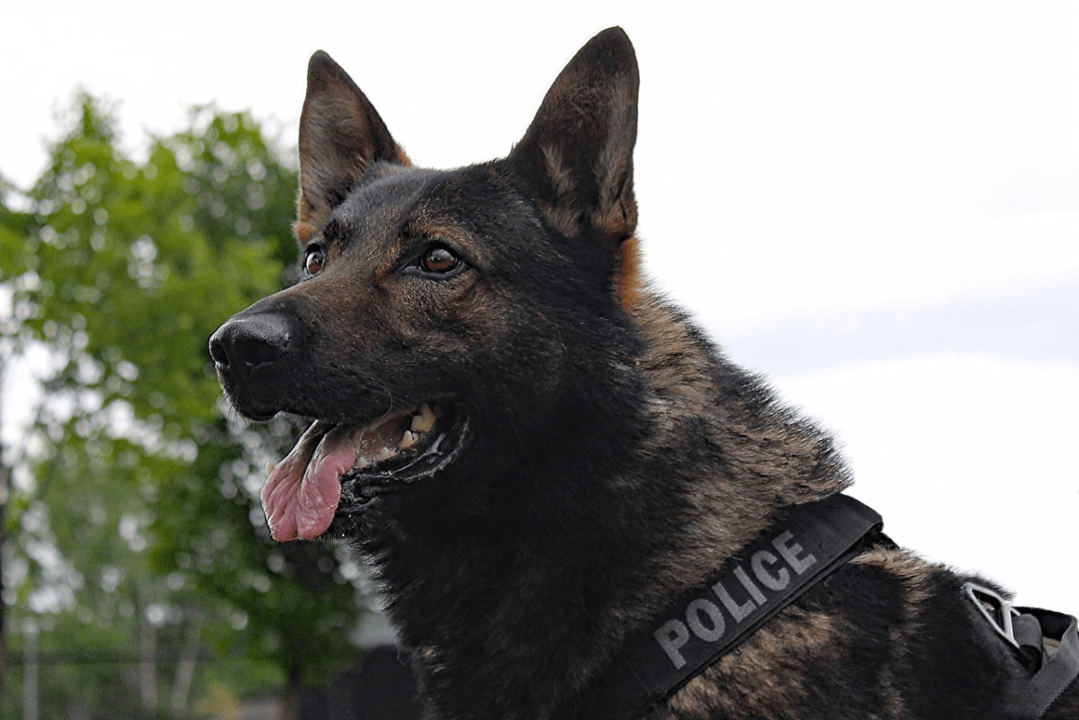 Police Dog Services was involved in the search, with Jak and his handler tracking the suspect to a home being built on Arrowroot Drive.