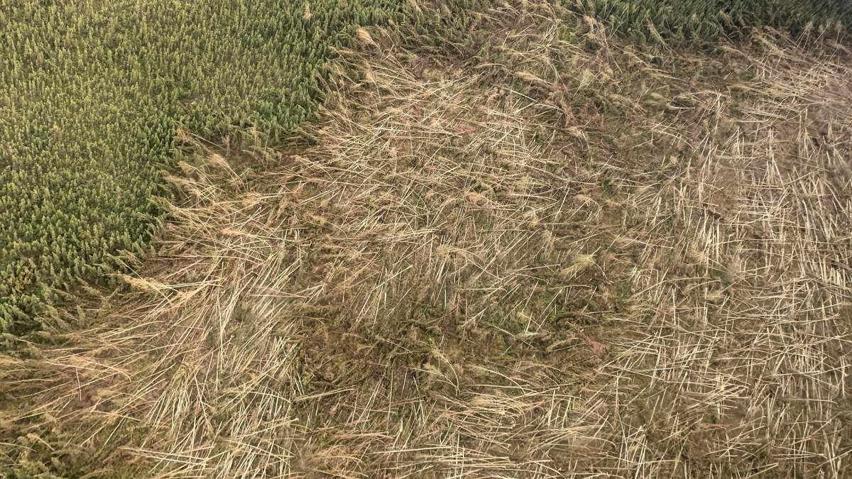 A closer image of downed trees from a downburst in the Dehcho region.