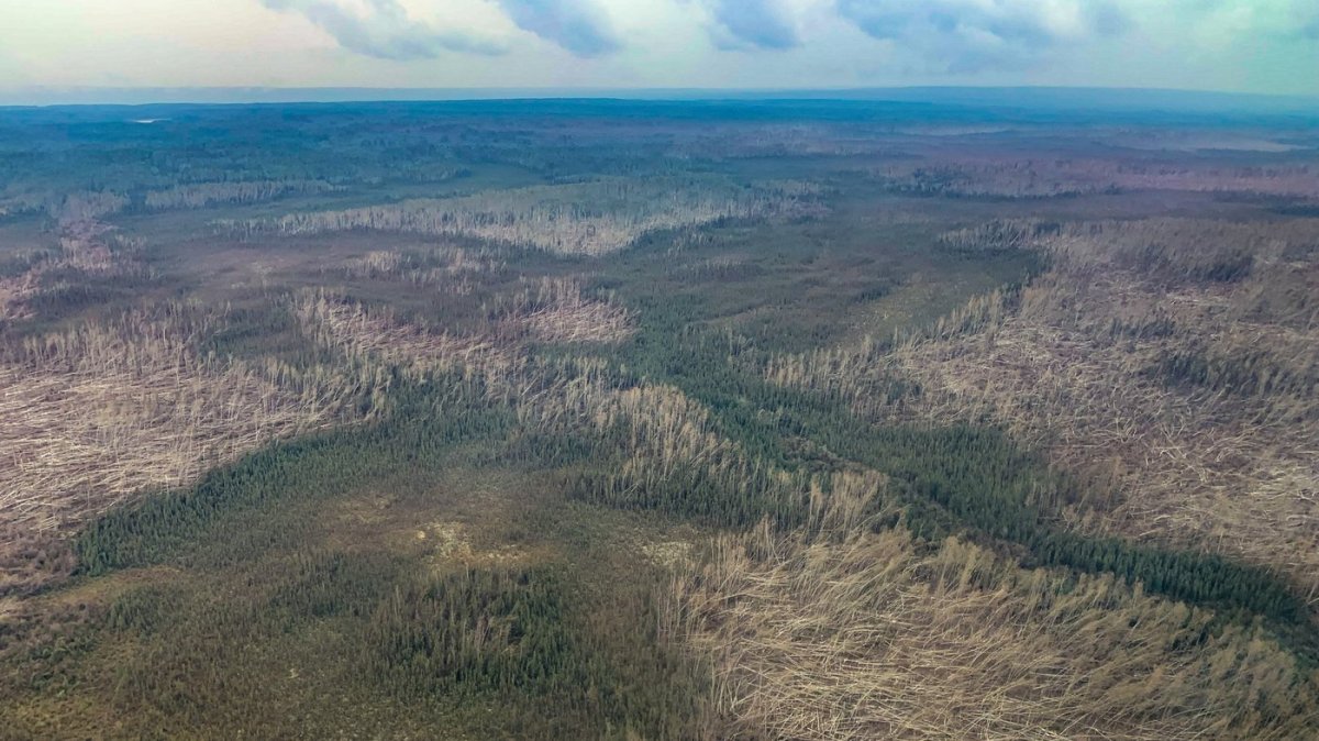A downburst about 50 kilometres east of Fort Liard demolished vast stretches of forest. 