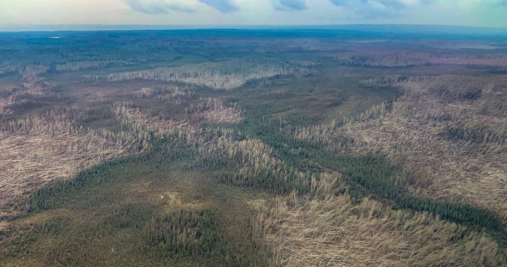 What obliterated this Northwest Territories forest? A downburst