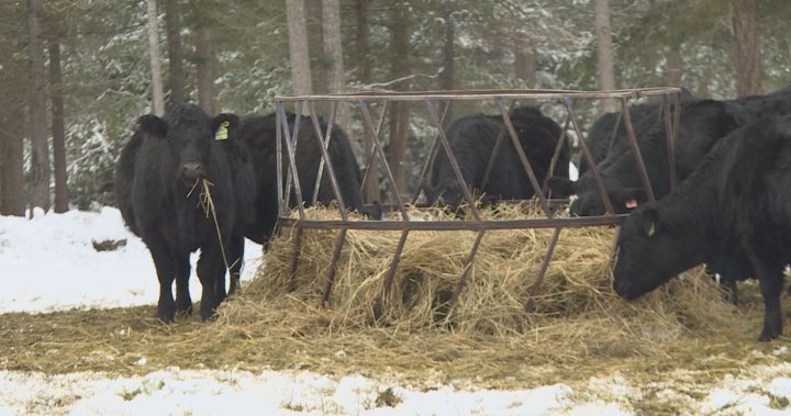 Natural disasters help create feed shortage for B.C. ranchers
