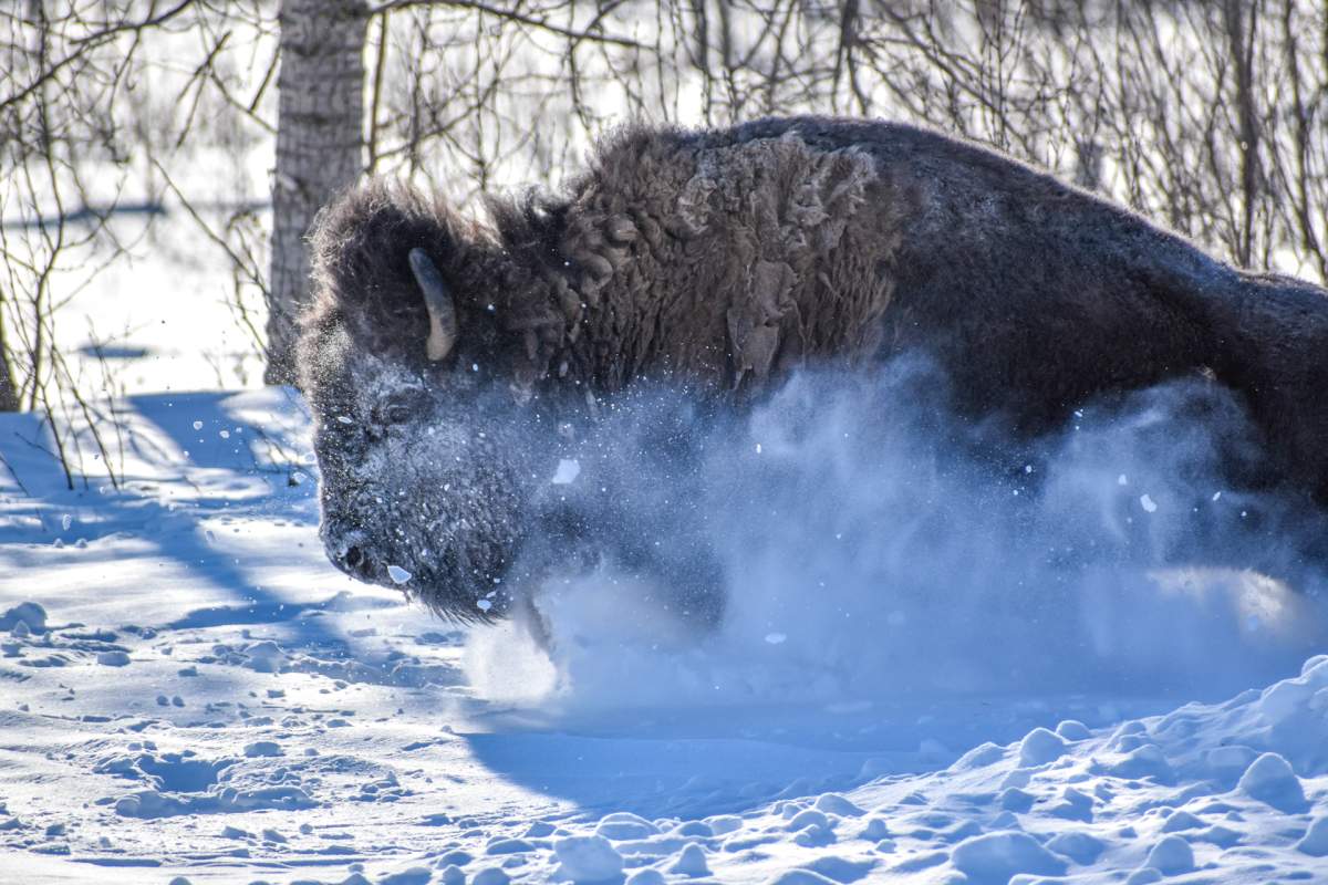 Elizabeth Dobb Bison Key First Nation
