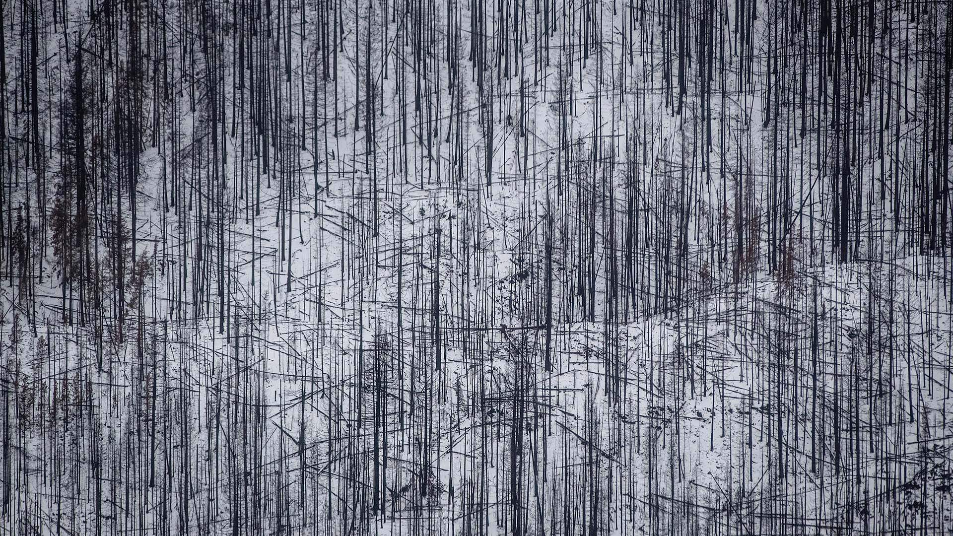 Trees burned in this summer’s wildfires are seen on a snow-covered mountainside along the Coquihalla Highway south of Merritt, B.C., in an aerial view from a Canadian Forces reconnaissance flight on Monday, Nov. 22, 2021.