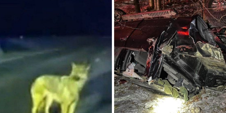 'It's a miracle': Dog leads police to owner's truck crash, saves two lives