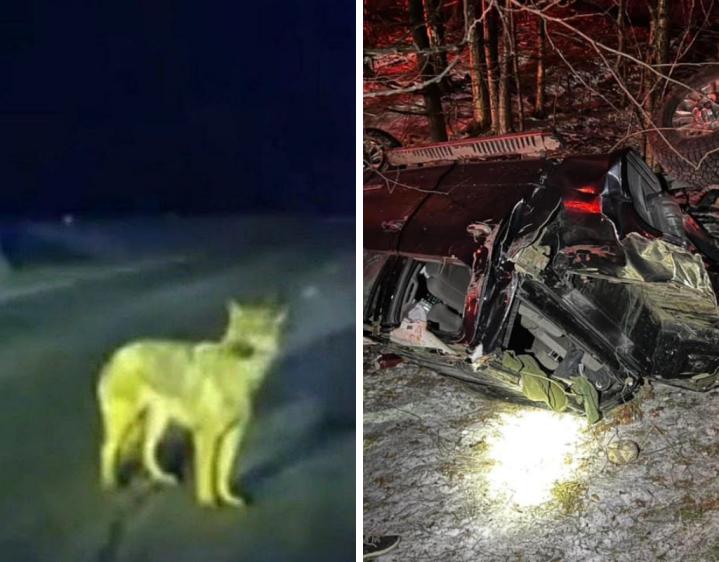 ‘It’s a miracle’ Dog leads police to owner’s truck crash, saves two(01)