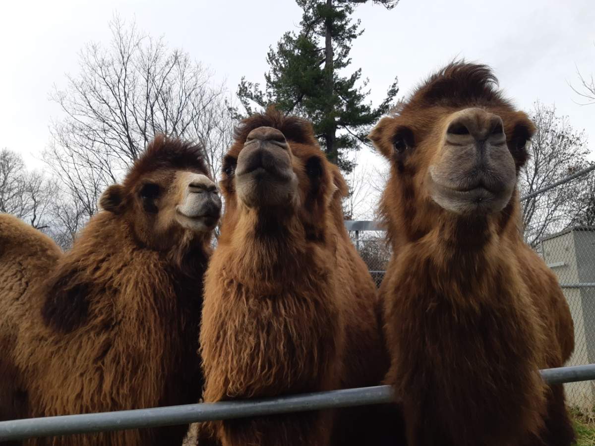 Gobi, Baika and Zaya at the Riverview Park and Zoo in Peterborough. 