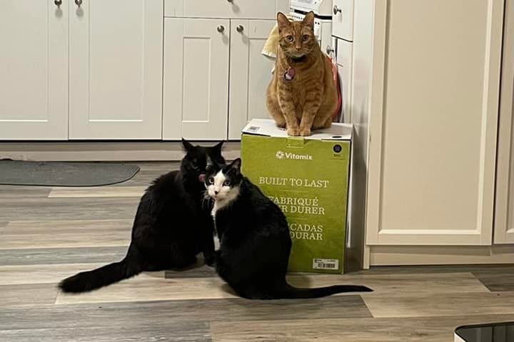 B.C. cats claim Vitamix box as their ‘fur-ever’ home in days-long standoff with owners