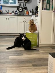 Continue reading: B.C. cats claim Vitamix box as their ‘fur-ever’ home in days-long standoff with owners