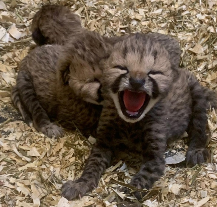 A photo of the Toronto Zoo's cheetah cubs.