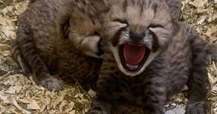 Toronto Zoo welcomes litter of cheetah cubs, says 3 of them appear to be doing well – Toronto