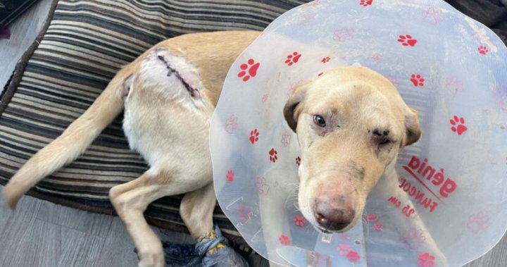 Daisy the dog surrendered to Chilliwack BC SPCA after being run over by a car