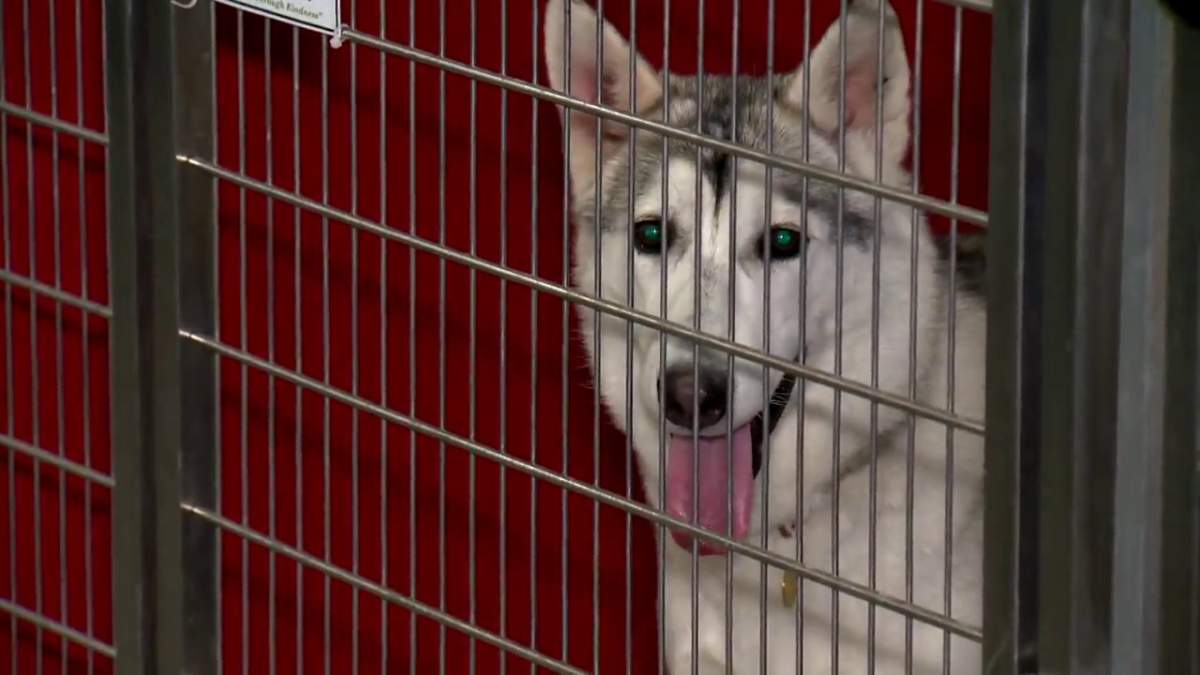 A dog in care at the Alberta Animal Rescue Crew Society in Calgary Thursday, Jan. 6, 2021.