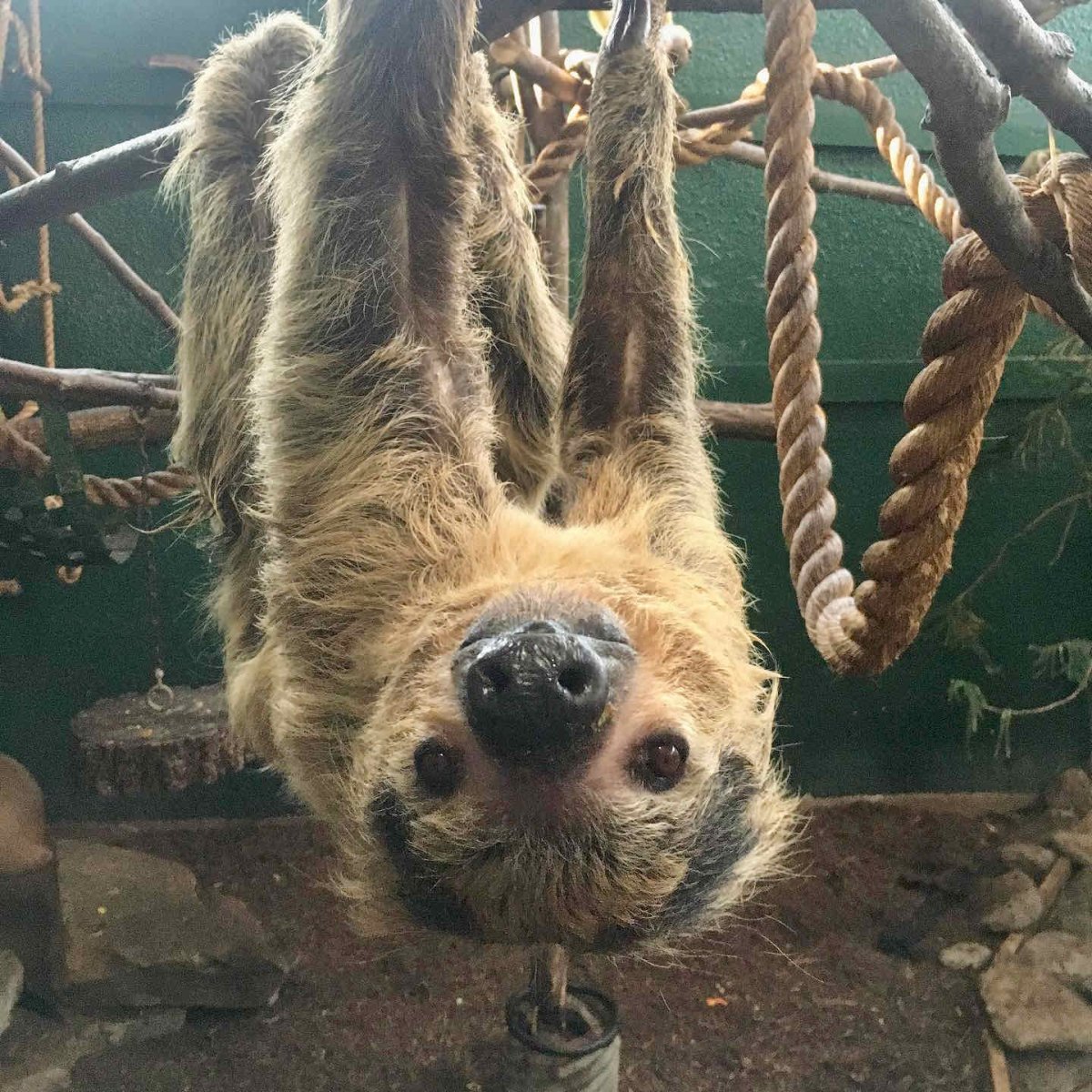 A picture of Ferrari, a popular two-toed sloth at the Riverview Park and Zoo in Peterborough, who recently died.