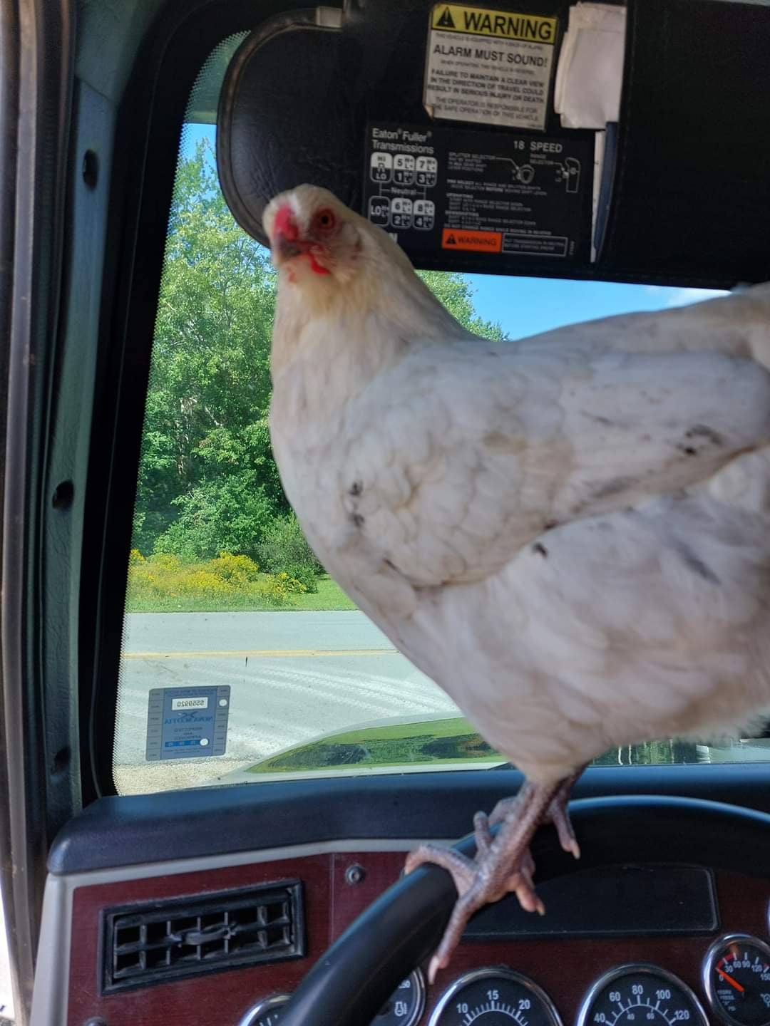 Henrietta has a bad habit of sneaking into vehicles.
