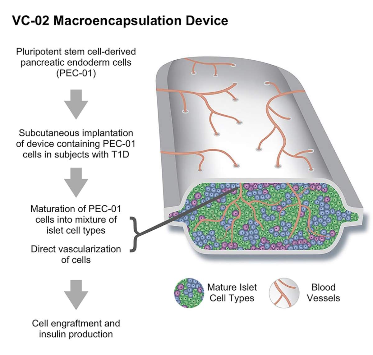 A recent first-in-humans clinical trial is reporting early signs that insulin-producing cells grown from a patient’s own blood are safe for transplant, and in some cases, they begin to produce insulin.