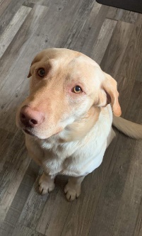 JD the golden retriever was reunited with his family after being involved in a rollover near Nanton, Alta., Saturday, Jan. 22, 2022.