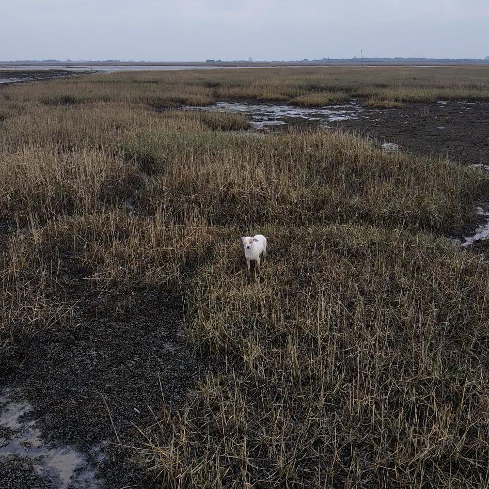 A still from drone footage shows Millie stranded on the dangerous mudflats.
