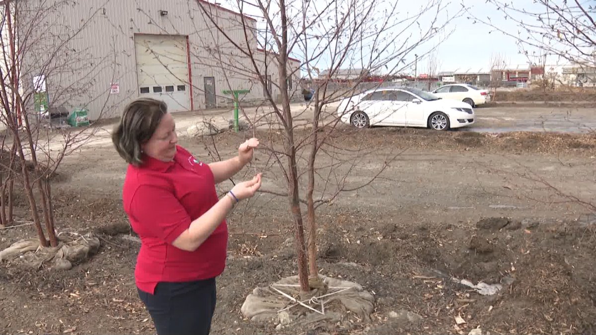 Dry January: Alberta farmers appeal for help as feed supply dwindles ...