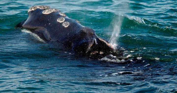 Ottawa must act to reduce ship speed in Cabot Strait and protect right whales: report