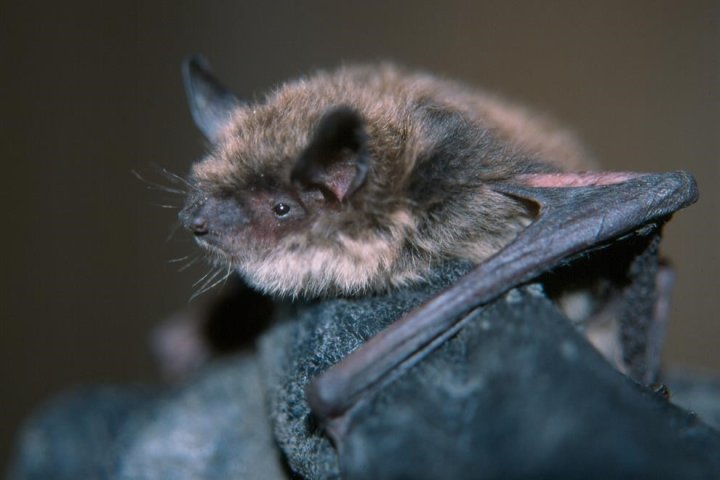 B.C. researchers race to study bat probiotic in bid to stop deadly fungus