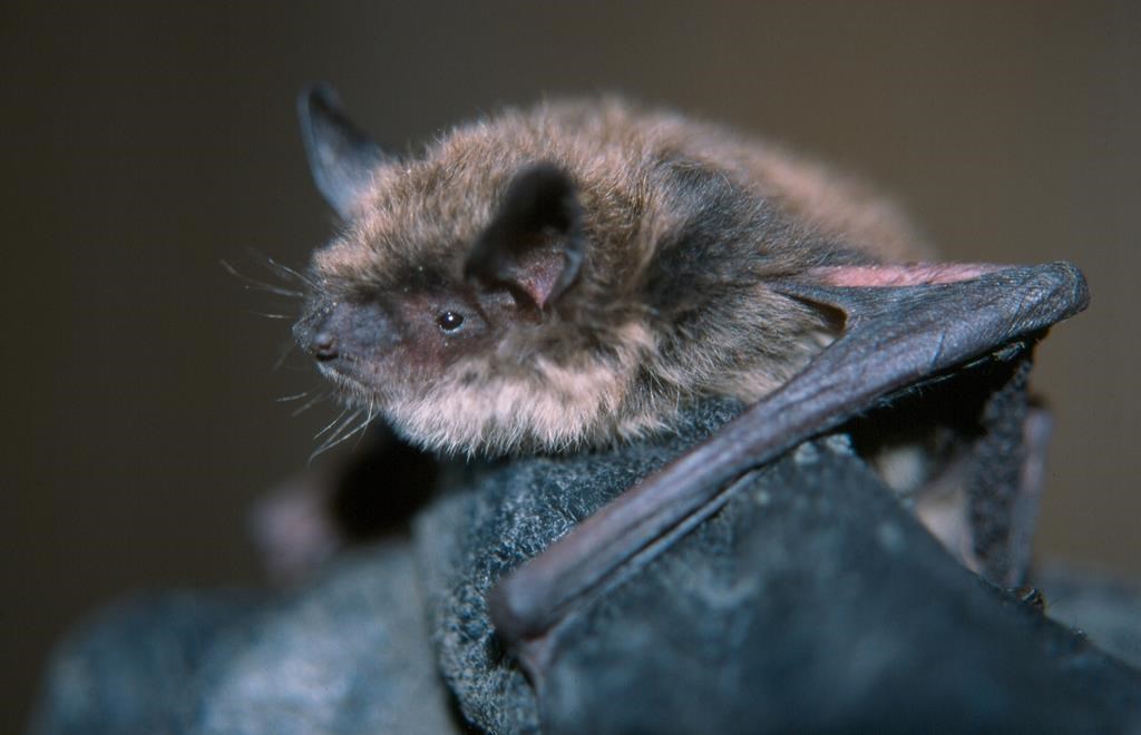 A species of bat known as a little brown myotis is shown in this undated handout photo. Researchers say a deadly fungus that has nearly wiped out a North American bat species hasn't yet spread to British Columbia, giving them valuable time to study whether probiotics prevent the disease. THE CANADIAN PRESS/HO, Cori Lausen *MANDATORY CREDIT*.