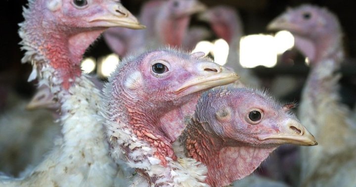 ‘Een zeer moeilijke week’: uitbraak van vogelgriep dwingt boeren in BC om 17.000 kalkoenen te euthanaseren – B.C.