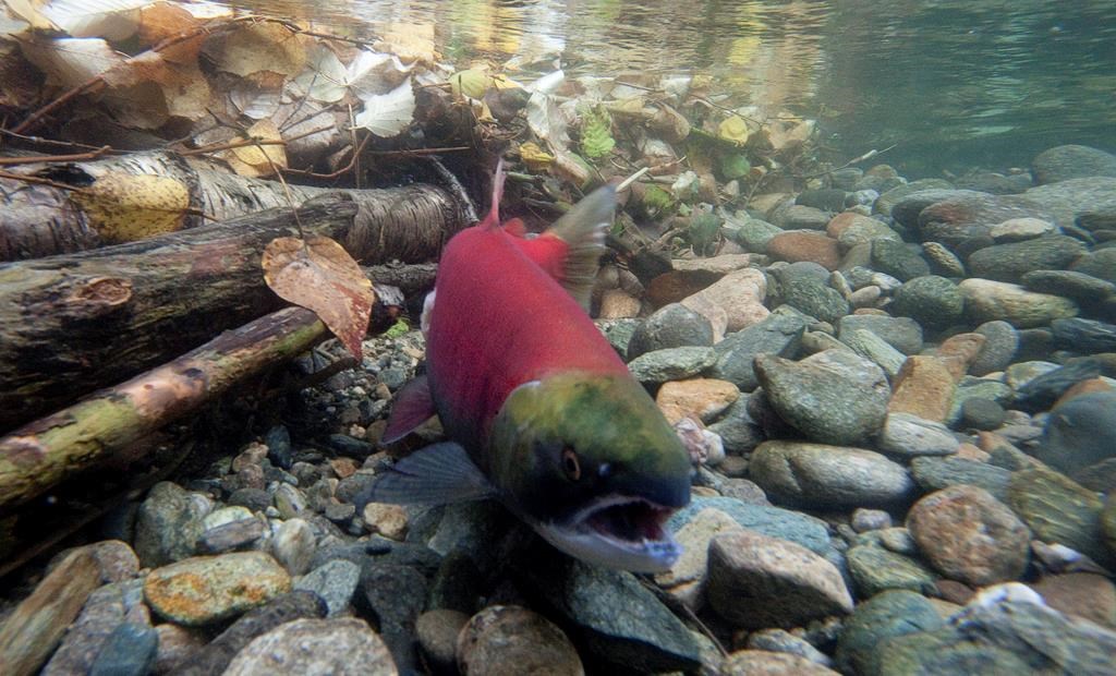 A spawning sockeye salmon is seen making its way up the Adams River in Roderick Haig-Brown Provincial Park near Chase, B.C., Tuesday, Oct. 4, 2011. The British Columbia government says a proposed copper and gold mine on a First Nation's territory will not be given an environmental assessment certificate, citing potential risks to water quality and fish. THE CANADIAN PRESS/Jonathan Hayward.